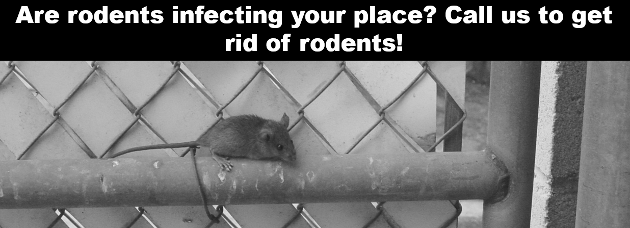 Rodents banner