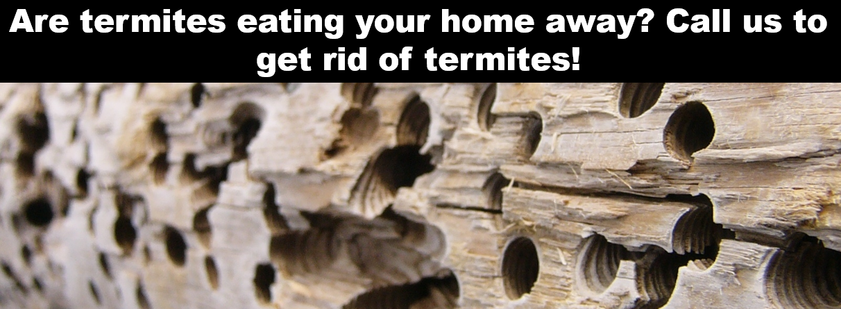 Termites banner