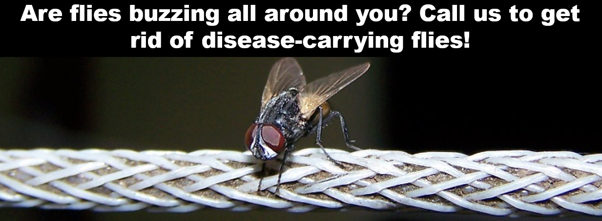 Flies banner