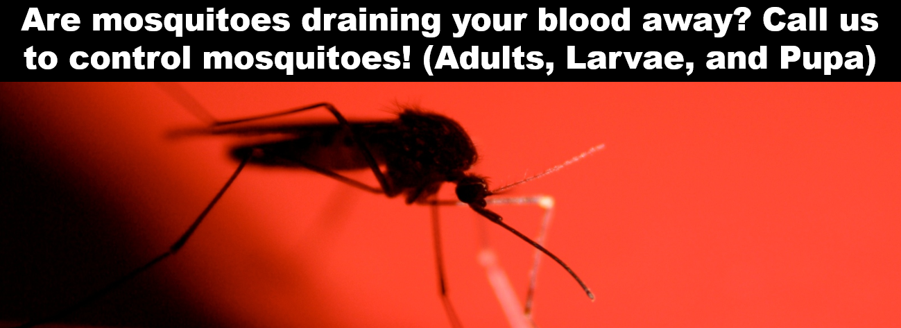 Mosquitoes banner