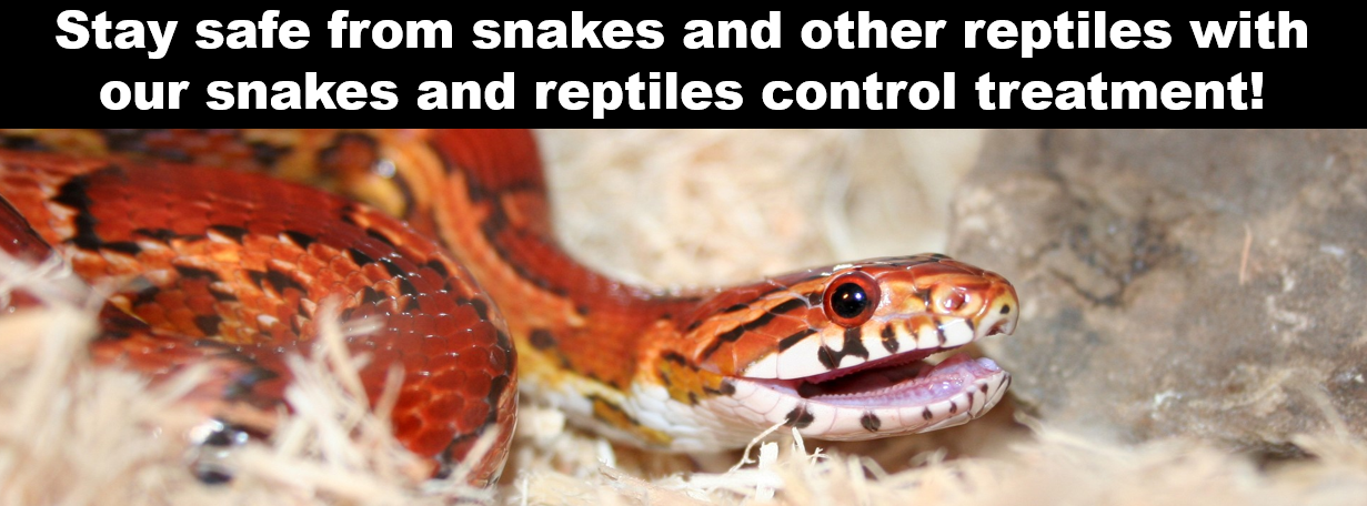 Snakes banner